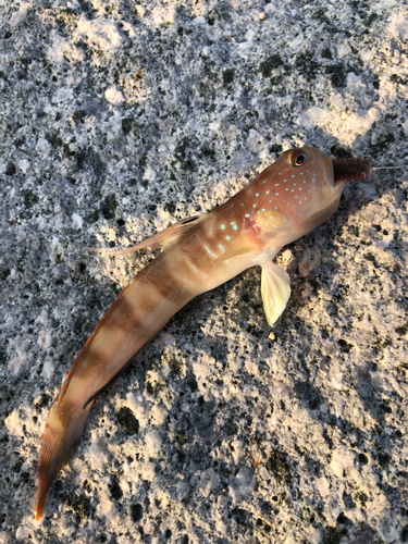 イトヒキハゼの釣果