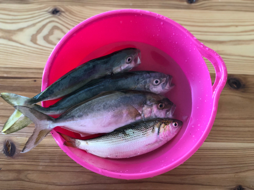 ショゴの釣果