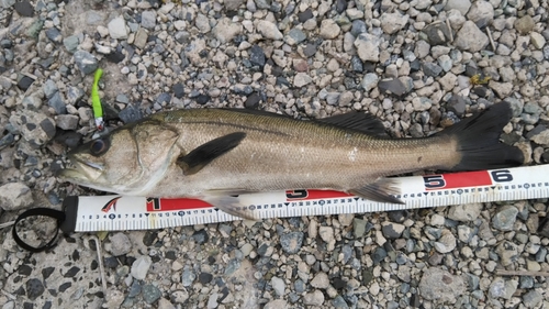 スズキの釣果