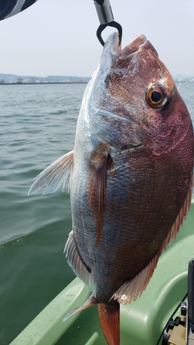 マダイの釣果