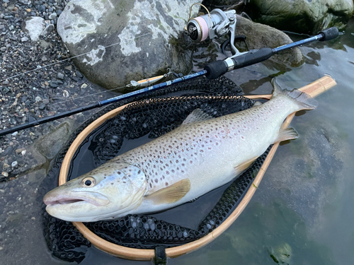 ブラウントラウトの釣果