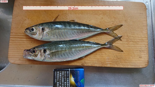 アジの釣果