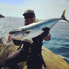 ヤズの釣果