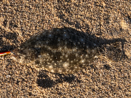 ソゲの釣果