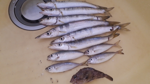 カマスの釣果