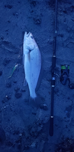 ニベの釣果