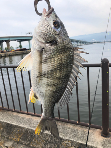 キビレの釣果