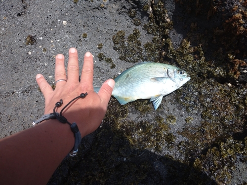 イスズミの釣果