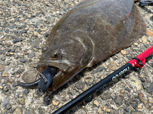 ヒラメの釣果