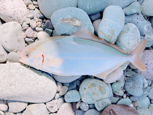 ショゴの釣果