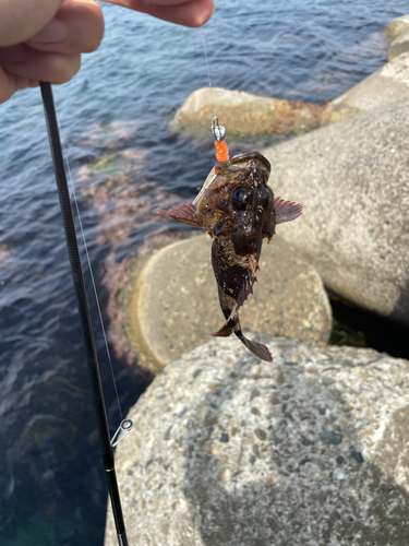 クロメバルの釣果