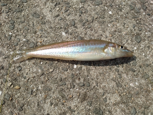 シロギスの釣果