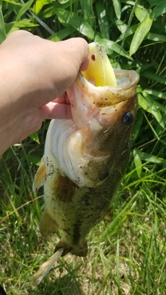 ラージマウスバスの釣果