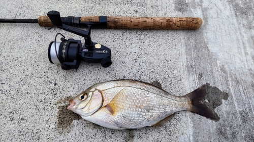 ウミタナゴの釣果