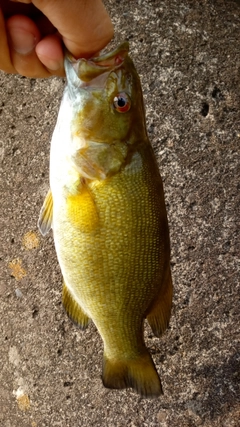 スモールマウスバスの釣果