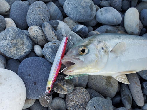 シオの釣果