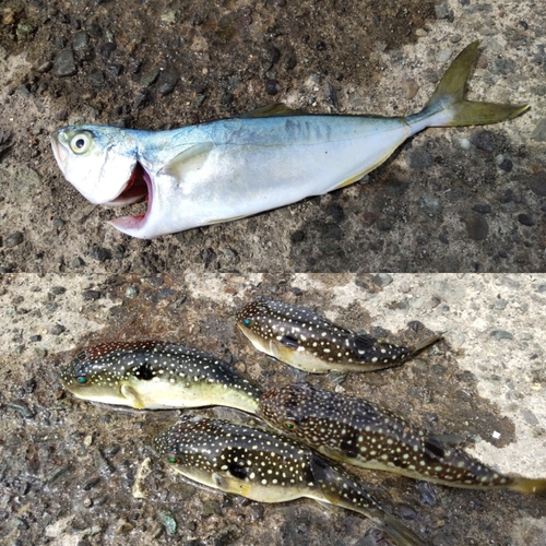 ワカシの釣果