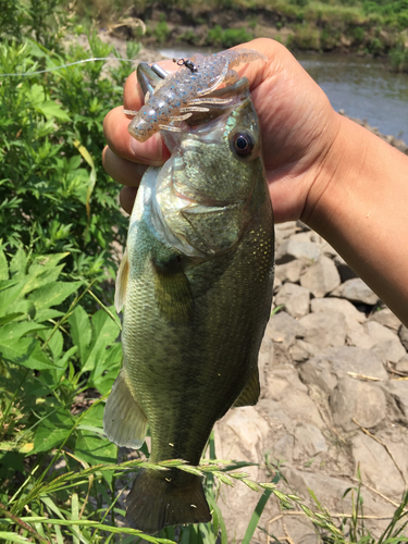 ラージマウスバスの釣果