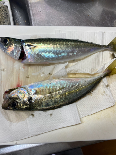 サバの釣果