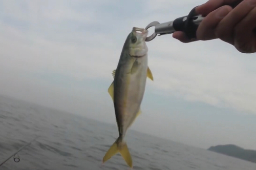 ワカシの釣果