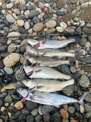 シーバスの釣果