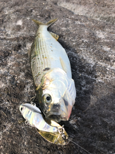 コノシロの釣果