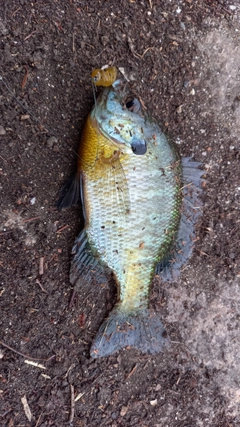 ブルーギルの釣果