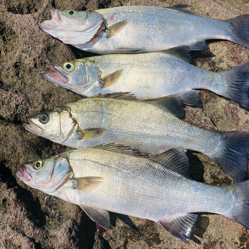 フッコ（ヒラスズキ）の釣果