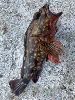 カサゴの釣果