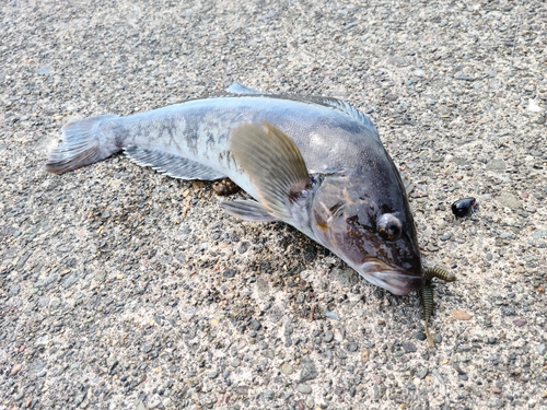 アイナメの釣果