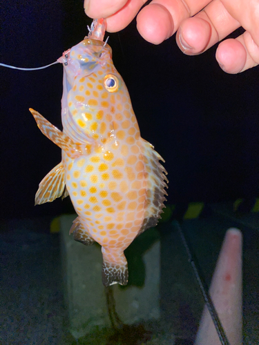 オオモンハタの釣果