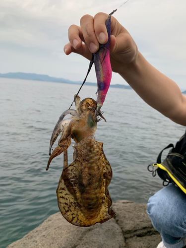 アオリイカの釣果