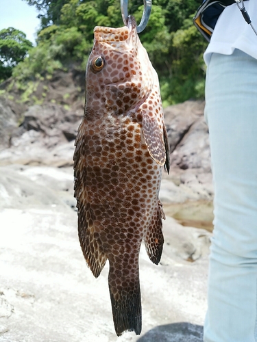 オオモンハタの釣果