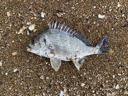 キビレの釣果