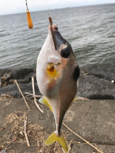 キスの釣果