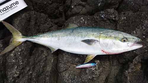 イナダの釣果