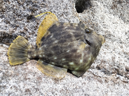 カワハギの釣果