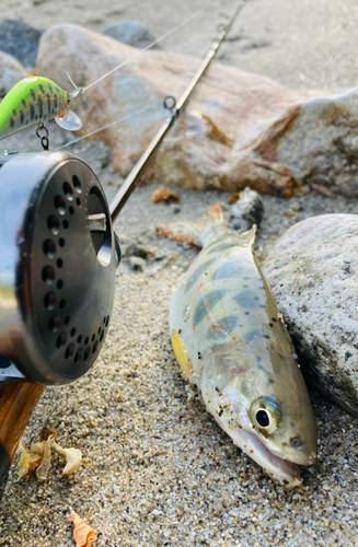 アマゴの釣果