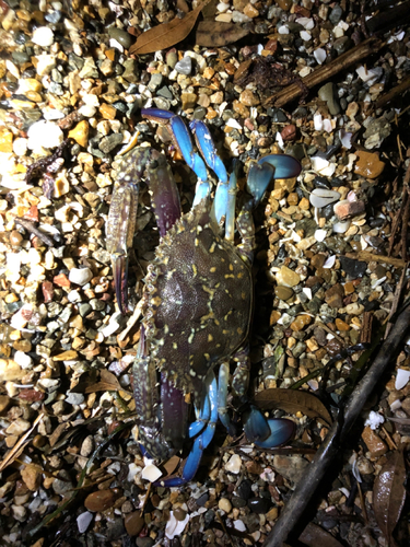 カニの釣果