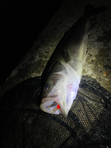 フッコ（マルスズキ）の釣果