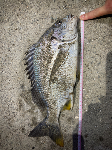 キビレの釣果