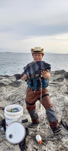 イシダイの釣果