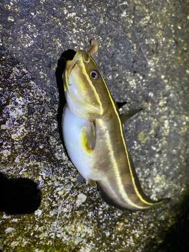 ゴンズイの釣果