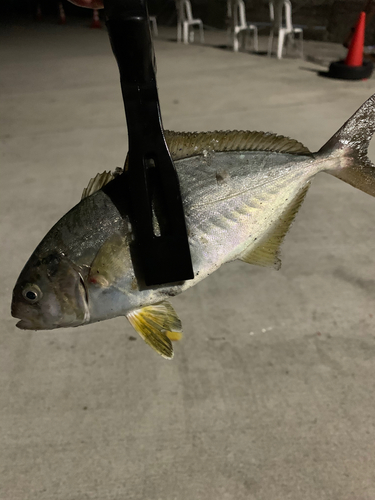 ショゴの釣果