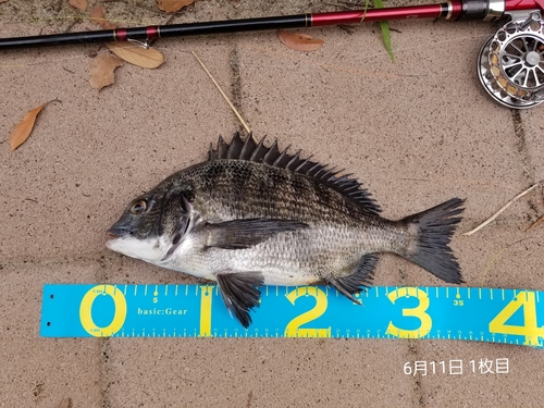 クロダイの釣果