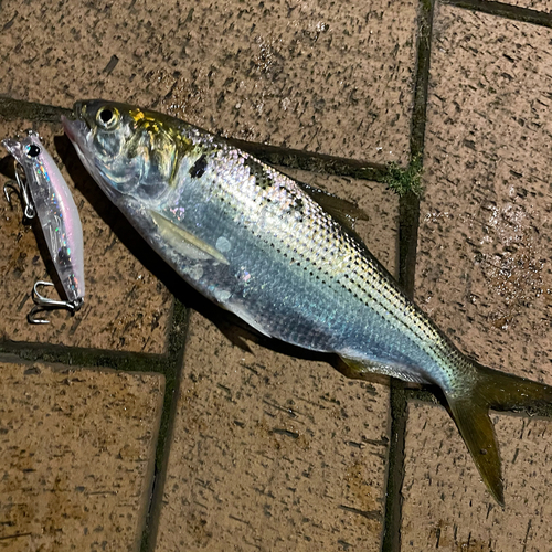 コノシロの釣果