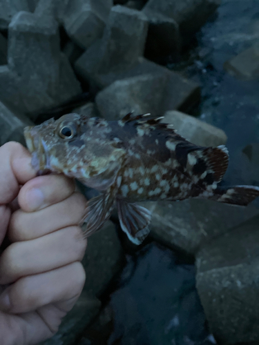 カサゴの釣果