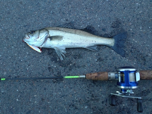 シーバスの釣果