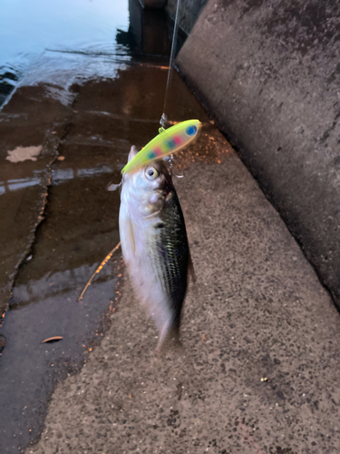 コノシロの釣果