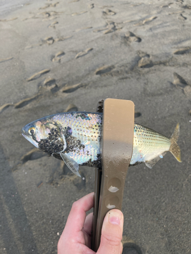 ワカシの釣果